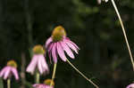 Eastern purple coneflower